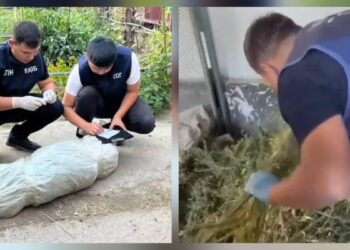 Көлік полицейлері 76 жастағы ер адамнан есірткі өсімдігін тәркіледі