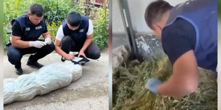 Көлік полицейлері 76 жастағы ер адамнан есірткі өсімдігін тәркіледі