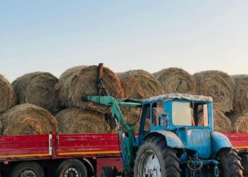  Қазақстанда 27,6 млн тонна мал азығы дайындалды