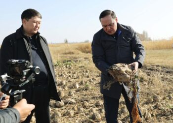 Ербол Қарашөкеев қызылша алқаптарын аралап, Меркі қант зауытының жұмысын тексерді