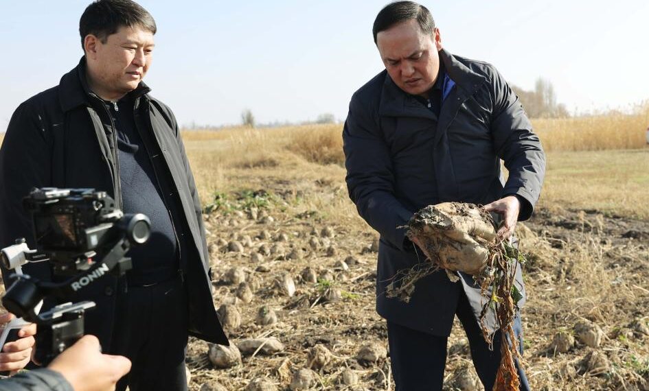 Ербол Қарашөкеев қызылша алқаптарын аралап, Меркі қант зауытының жұмысын тексерді