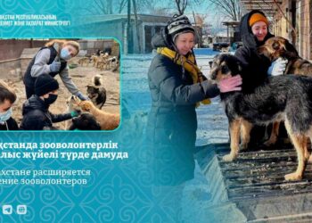 Қазақстанда зооволонтерлік қозғалыс дамып келеді