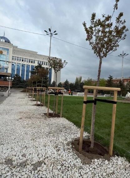 «BI Group» құрылыс компаниясы Тараз қаласына 100 түп сакура ағашын сыйға тартты