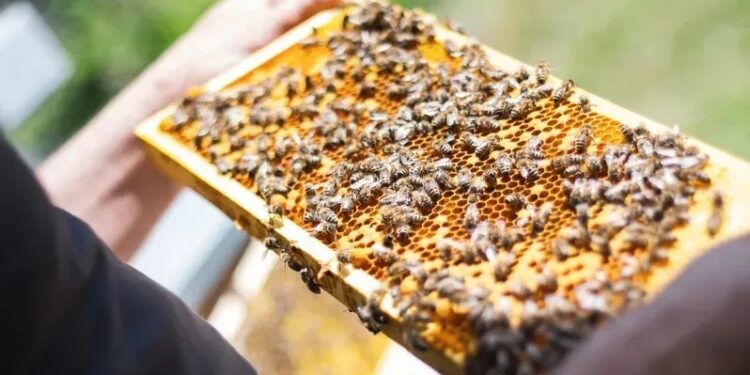 Жамбыл облысында омарталар тиеген жүк көлігі отқа оранды