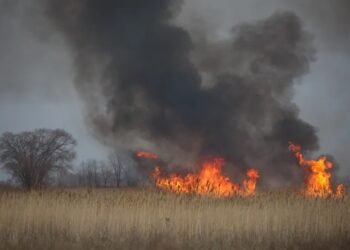 Қазақстан ормандарында үш бірдей өрт тіркелді