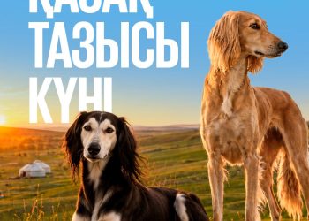 Бүгін елімізде Қазақ тазысы мен төбеті күні алғаш рет аталып өтіп жатыр.