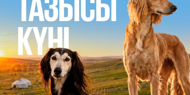 Бүгін елімізде Қазақ тазысы мен төбеті күні алғаш рет аталып өтіп жатыр.